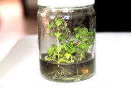 澳洲大花梨無性系開發(fā)生根瓶苗