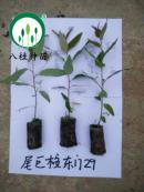 29-宣傳冊樹苗(加水印)