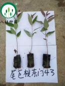 43-宣傳冊樹苗(加水印)