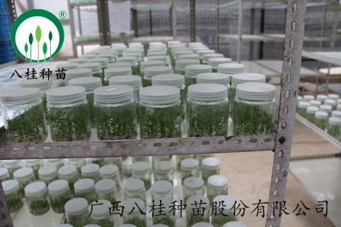 7桉樹組培瓶苗（已附水?。? rel=