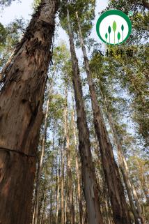 28-宣傳冊大樹(加水印)3M